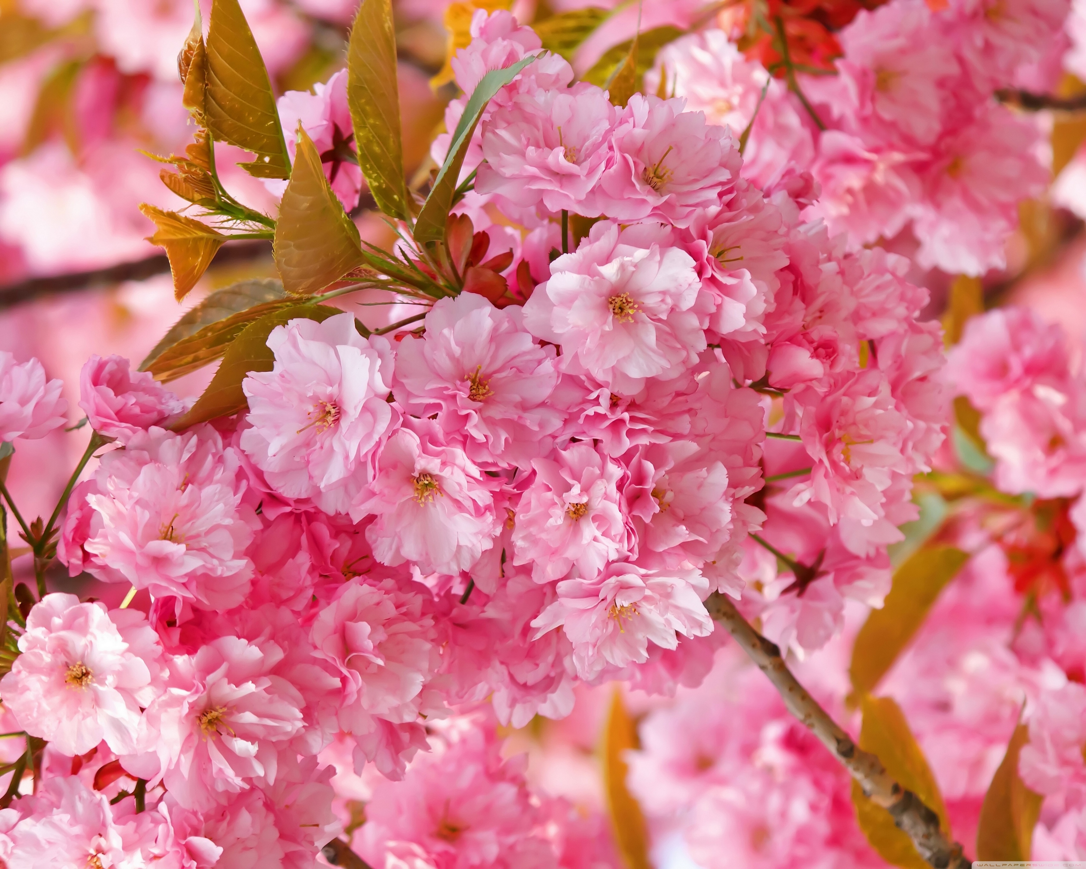 Sakura Tree Wallpapers