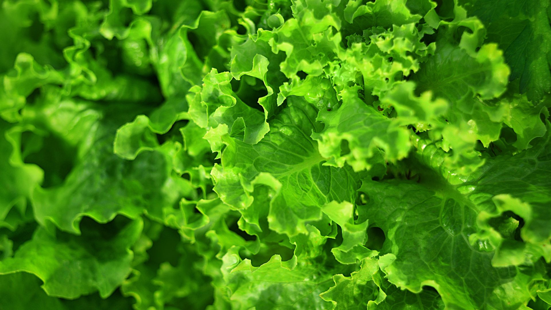 Salad Wallpapers