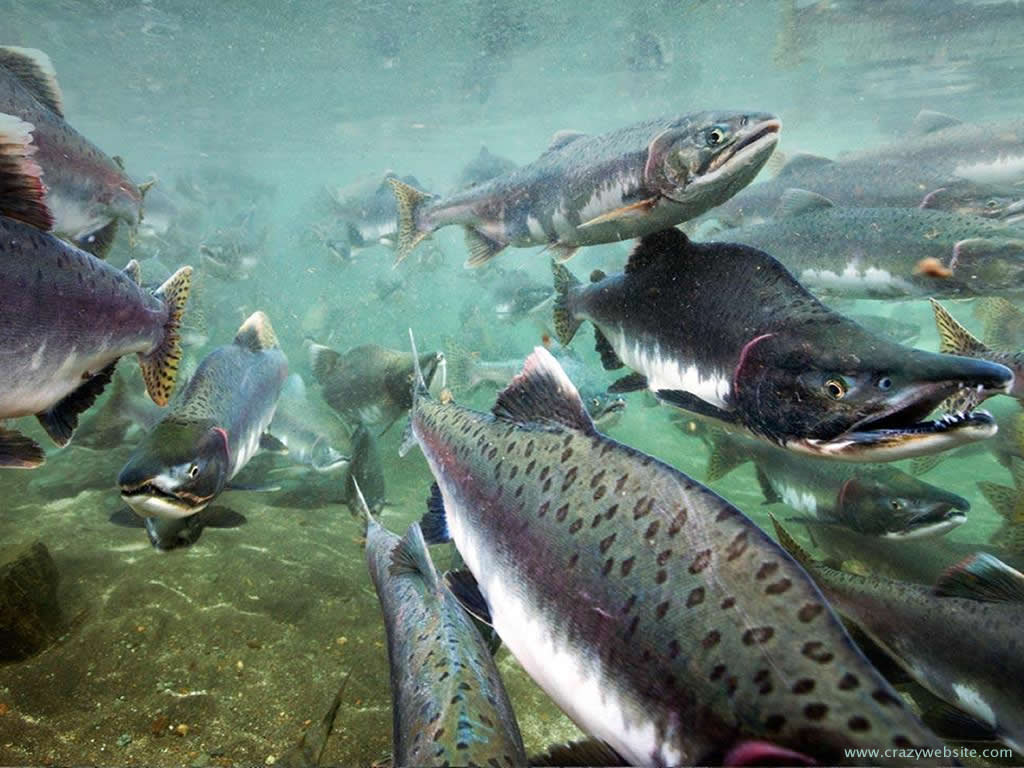 Salmon Wallpapers