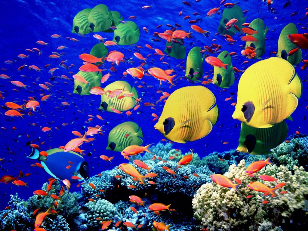 Saltwater Fish Wallpapers