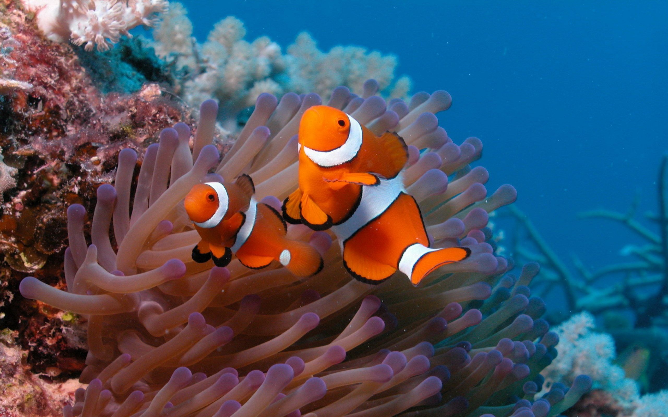 Saltwater Fish Wallpapers