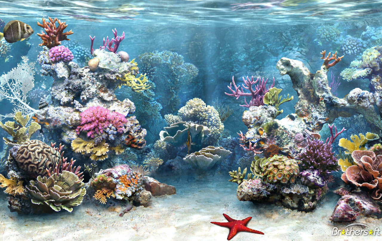 Saltwater Fish Wallpapers