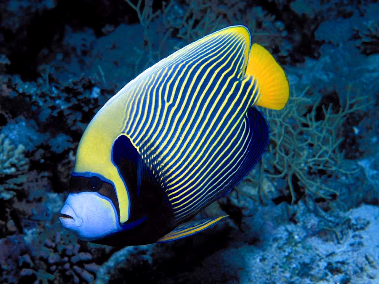 Saltwater Fish Wallpapers