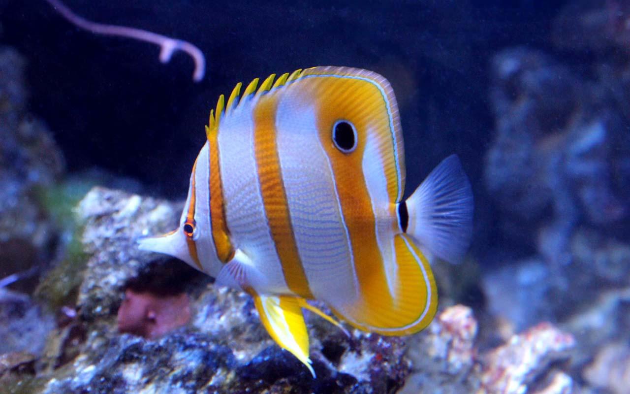 Saltwater Fish Wallpapers