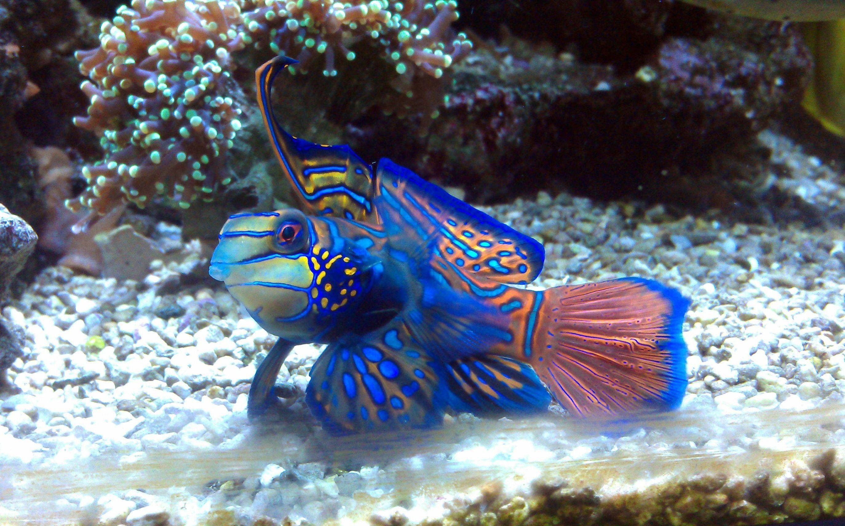 Saltwater Fish Wallpapers