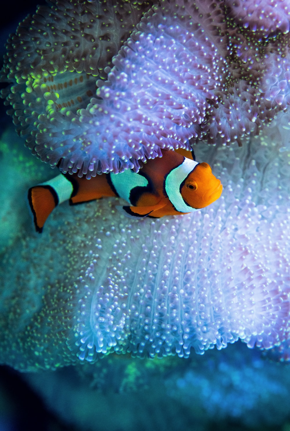 Saltwater Fish Wallpapers