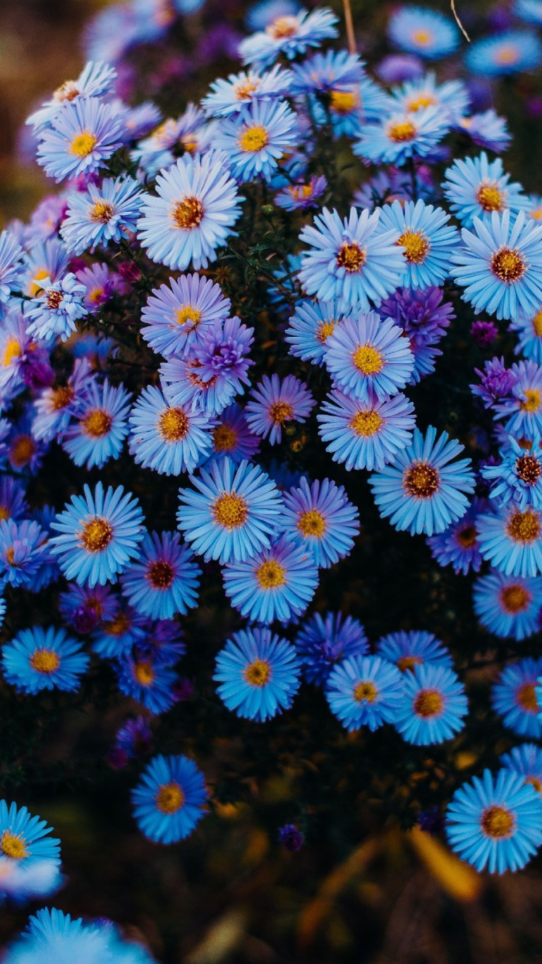 Samsung Flower Wallpapers