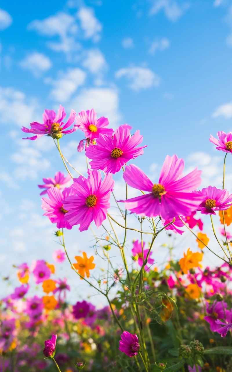 Samsung Flower Wallpapers