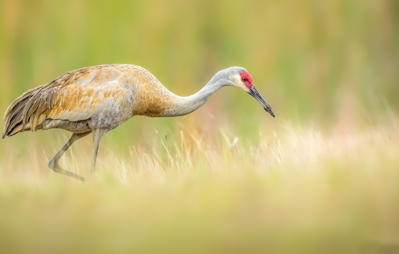 Sandhill Crane Wallpapers