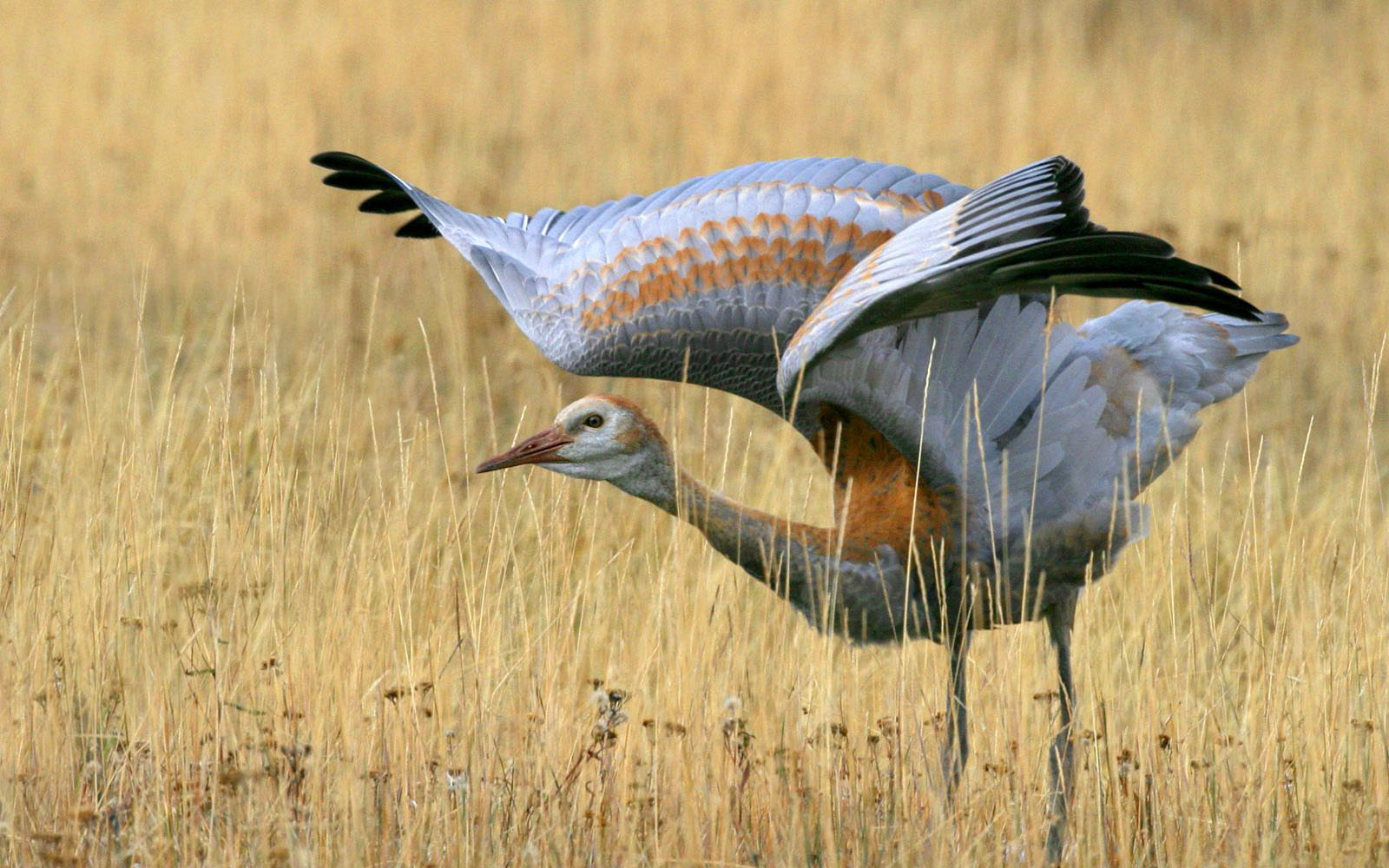 Sandhill Crane Wallpapers