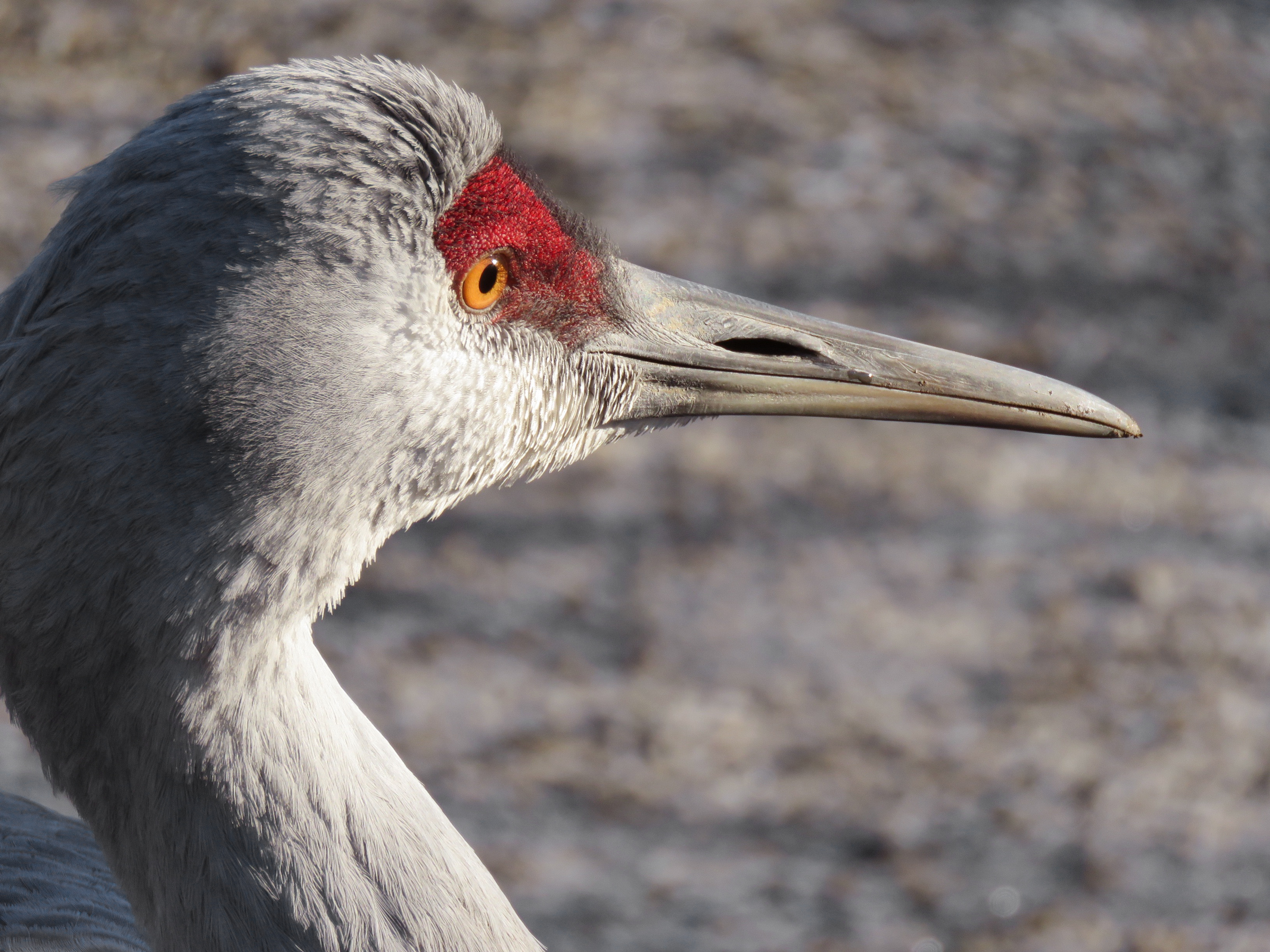 Sandhill Crane Wallpapers