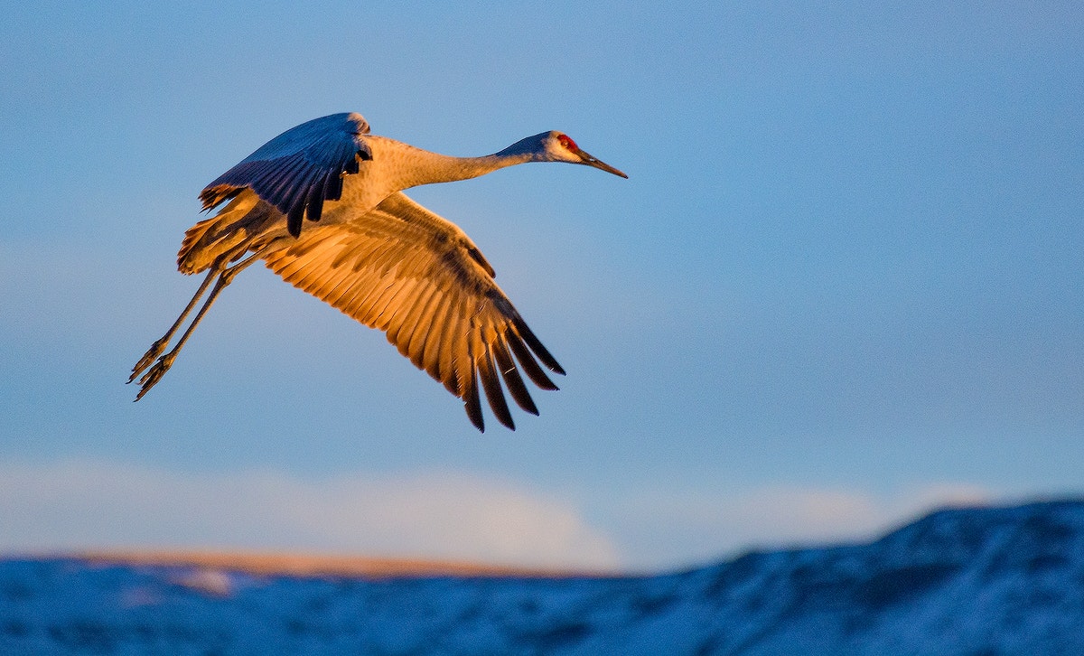 Sandhill Crane Wallpapers