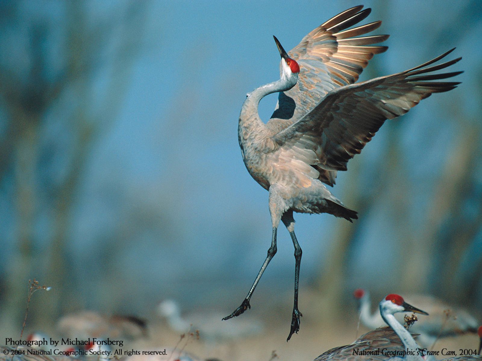 Sandhill Crane Wallpapers