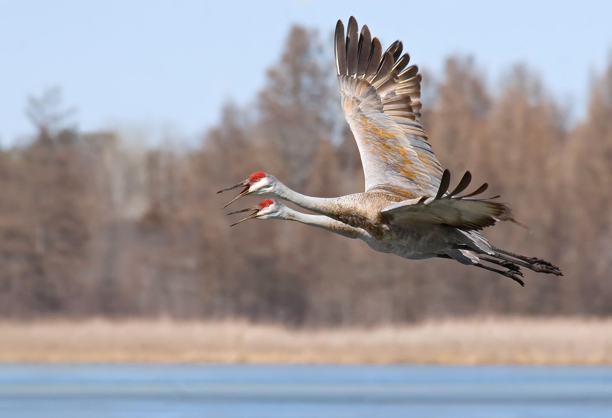 Sandhill Crane Wallpapers