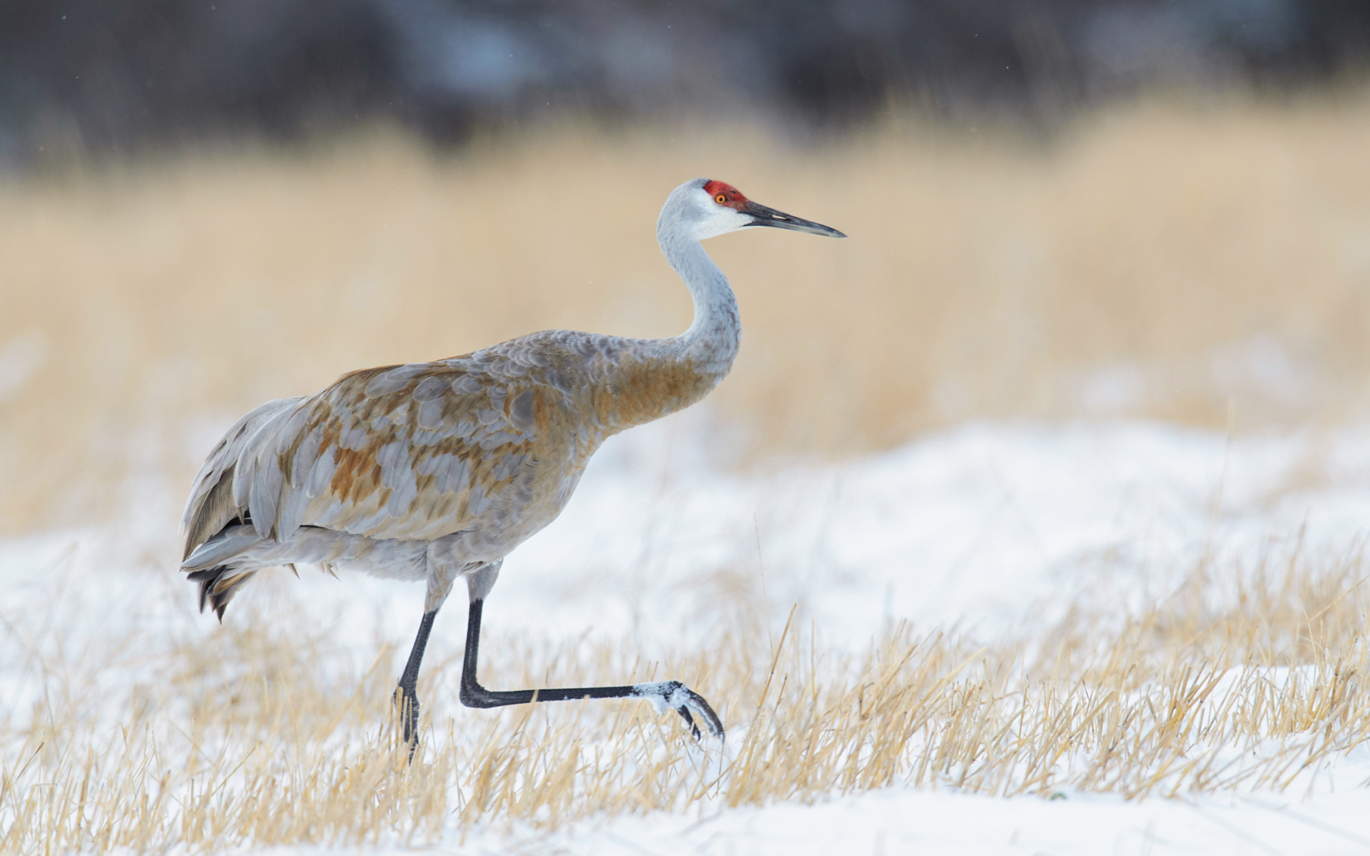 Sandhill Crane Wallpapers