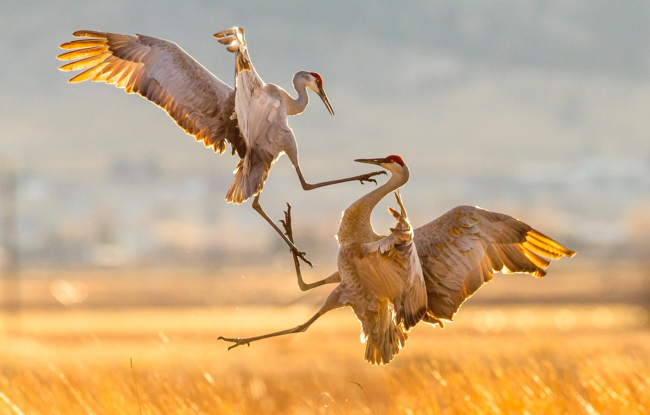 Sandhill Crane Wallpapers