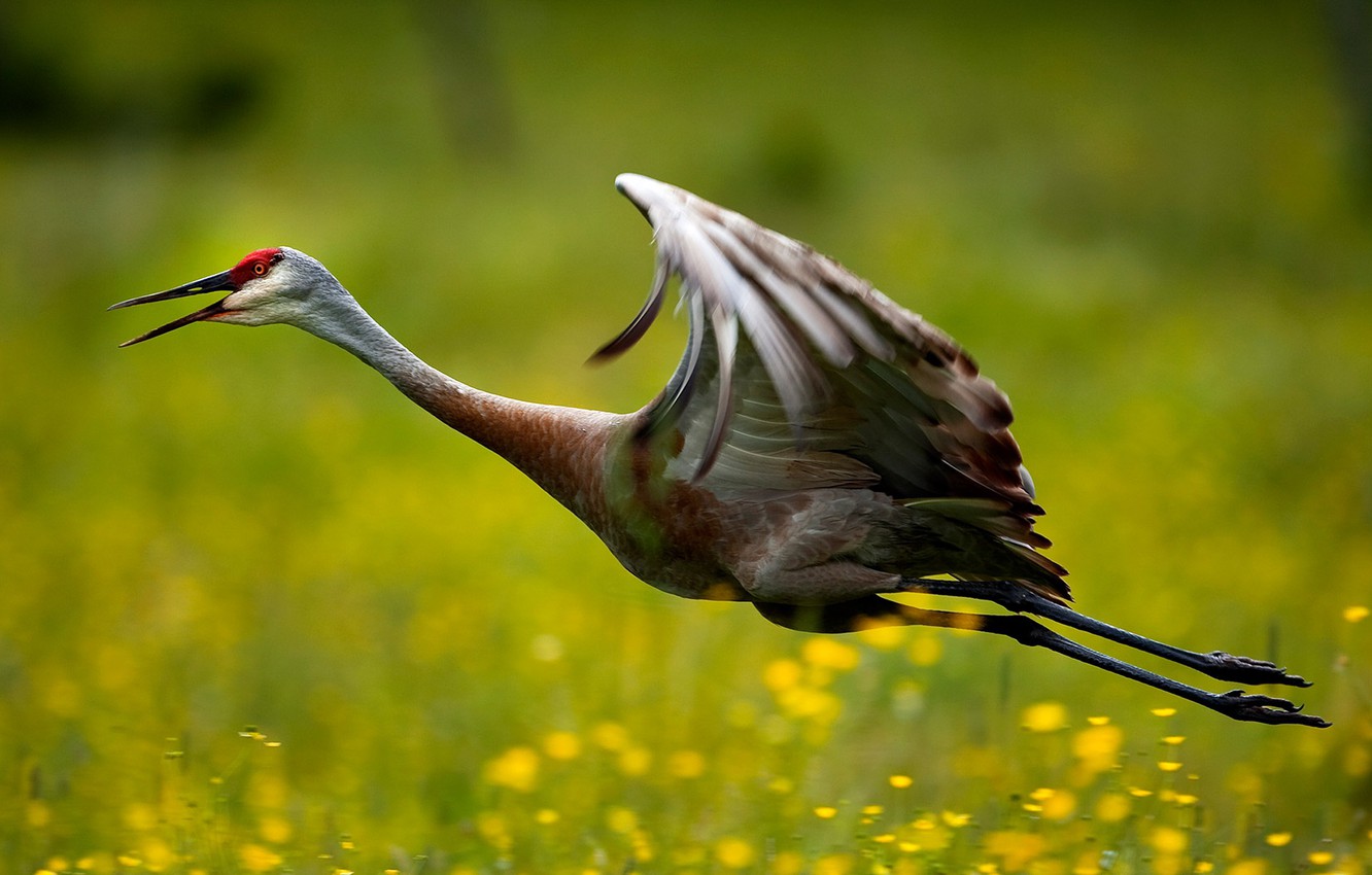 Sandhill Crane Wallpapers