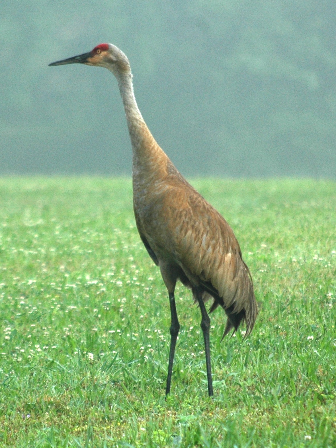 Sandhill Crane Wallpapers