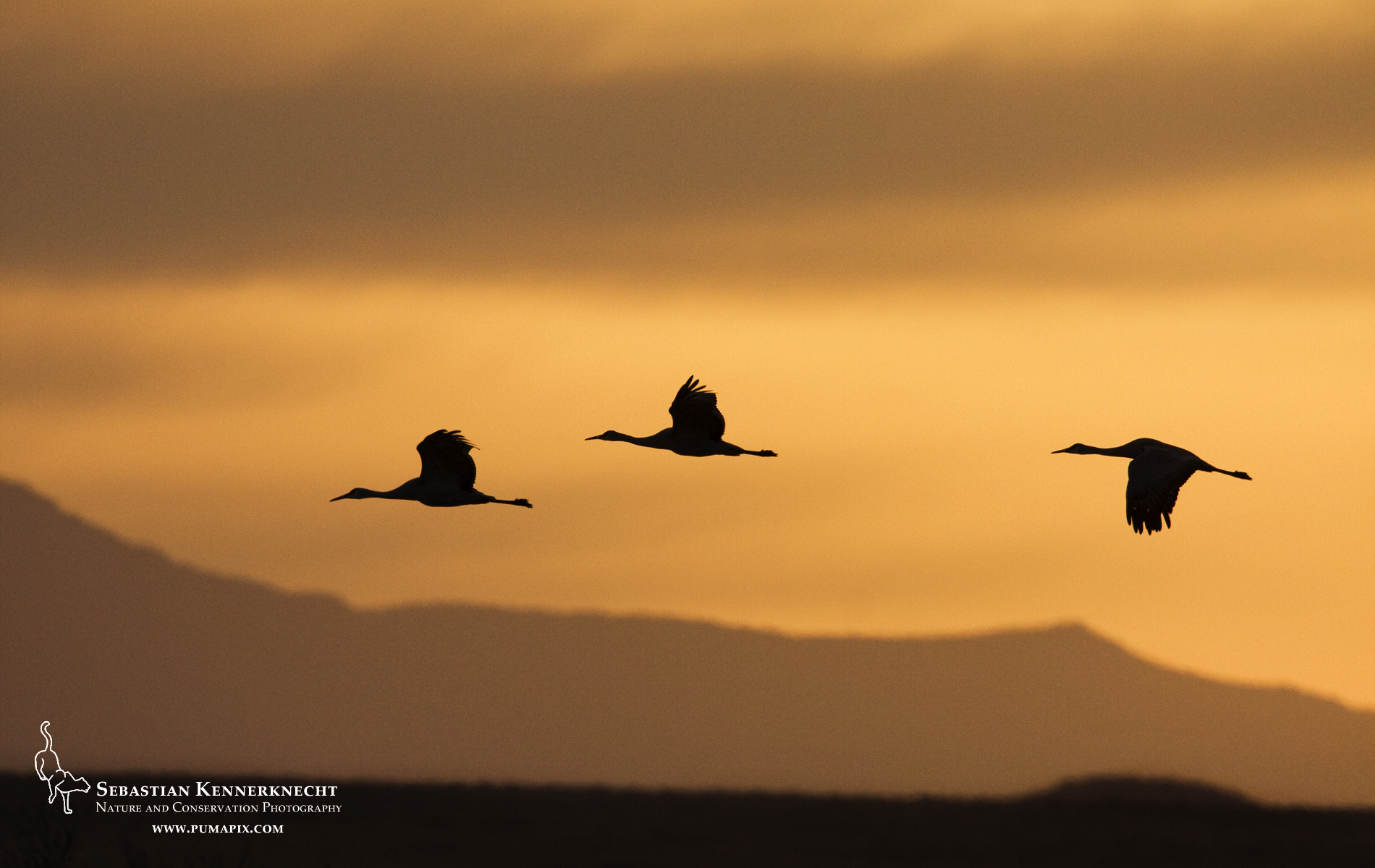 Sandhill Crane Wallpapers