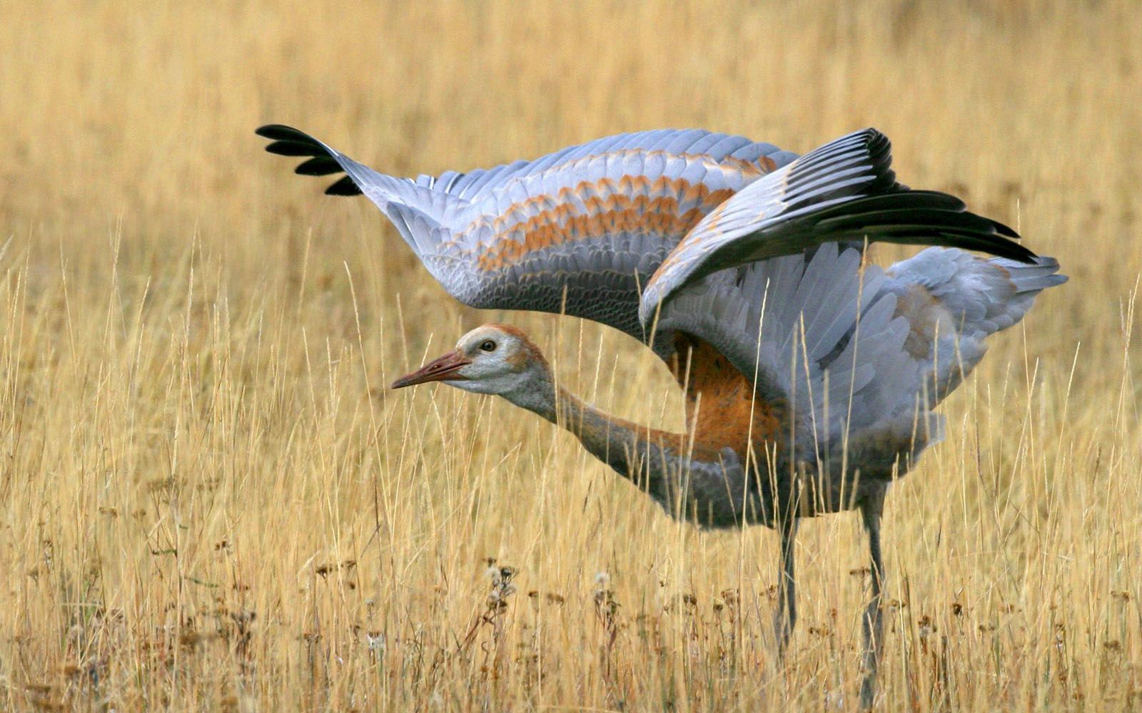 Sandhill Crane Wallpapers