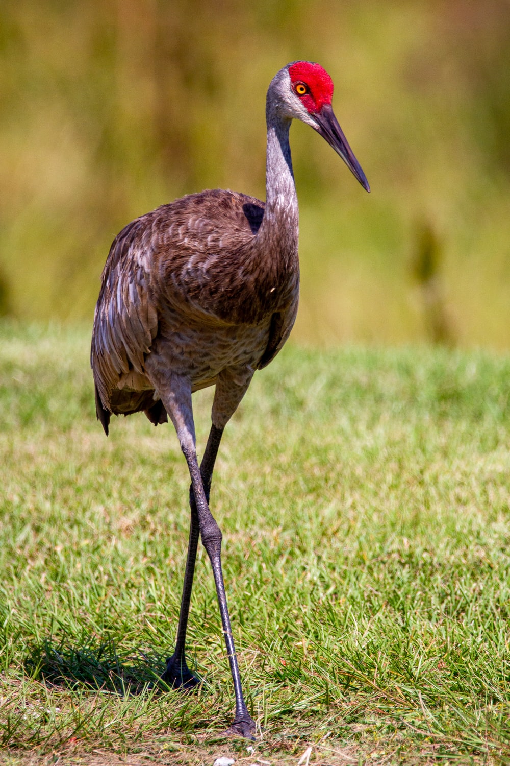 Sandhill Crane Wallpapers