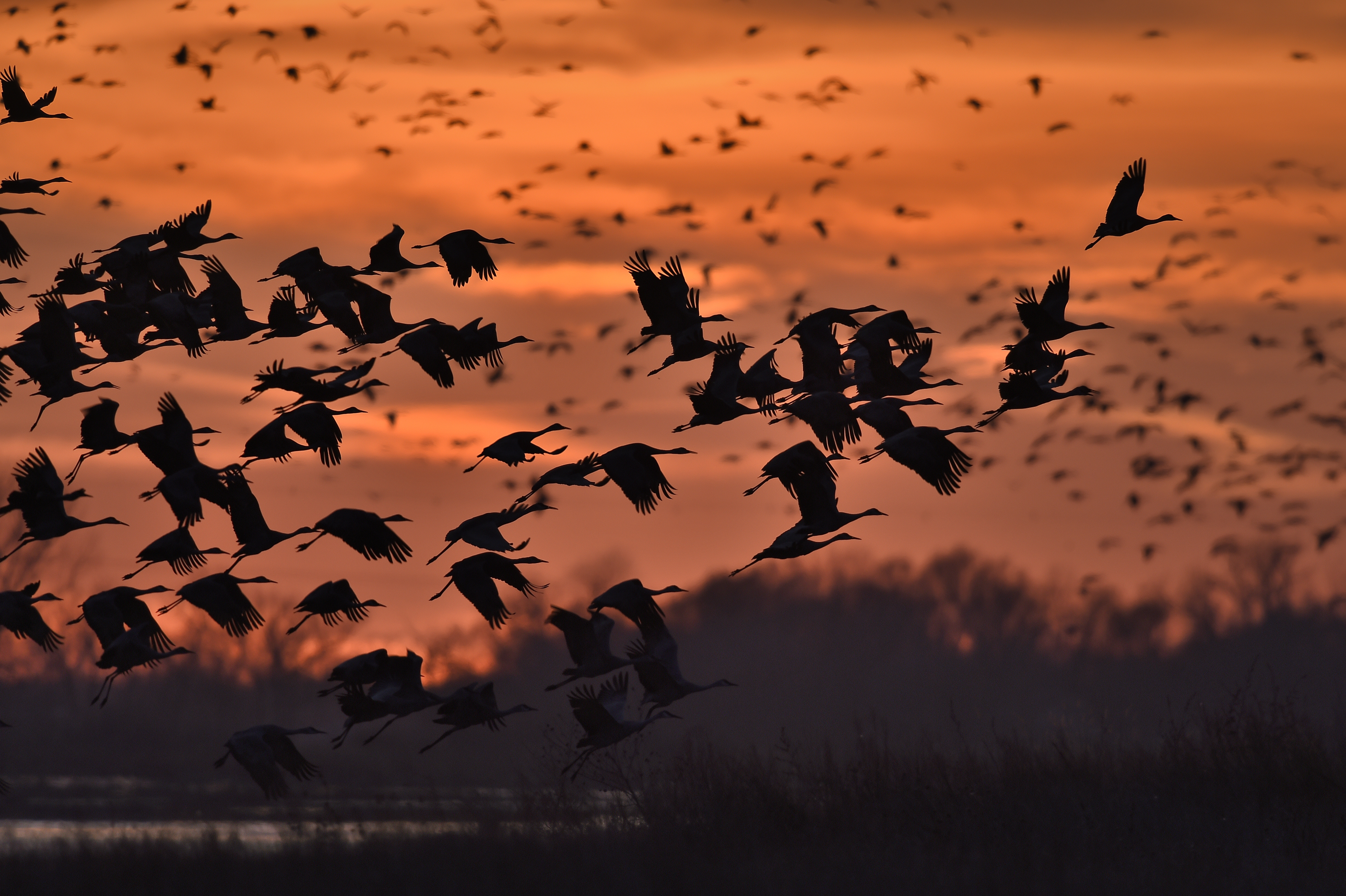 Sandhill Crane Wallpapers