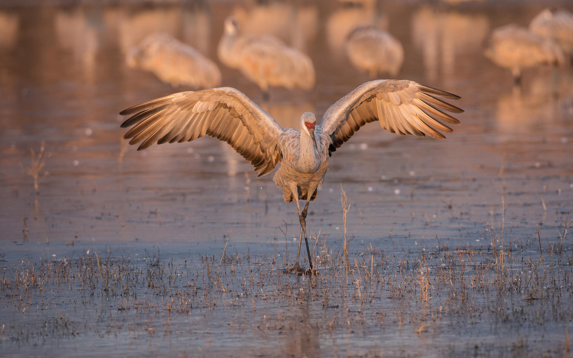 Sandhill Crane Wallpapers