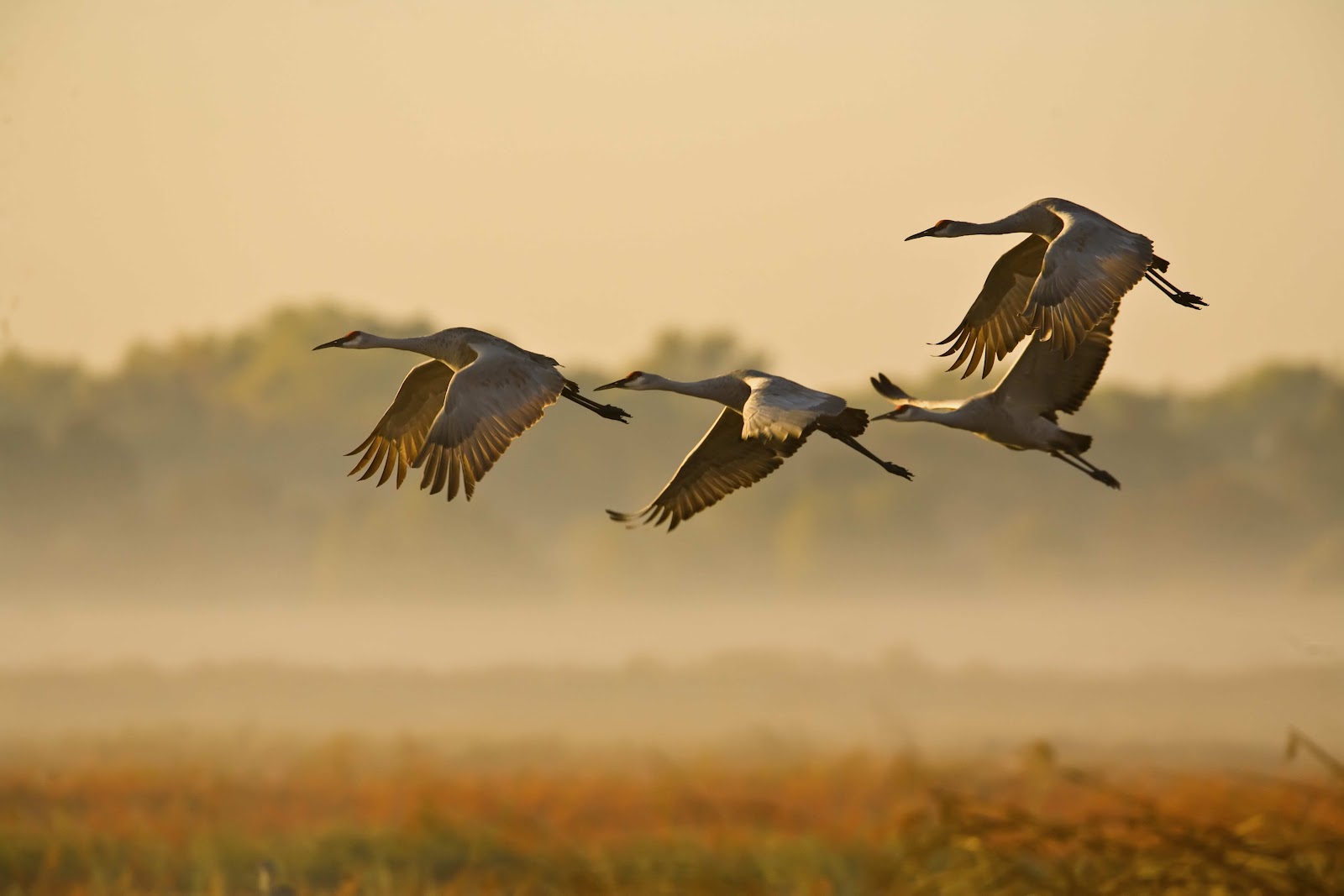 Sandhill Crane Wallpapers