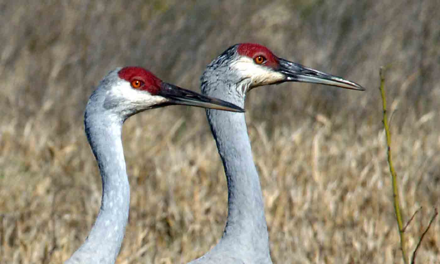 Sandhill Crane Wallpapers