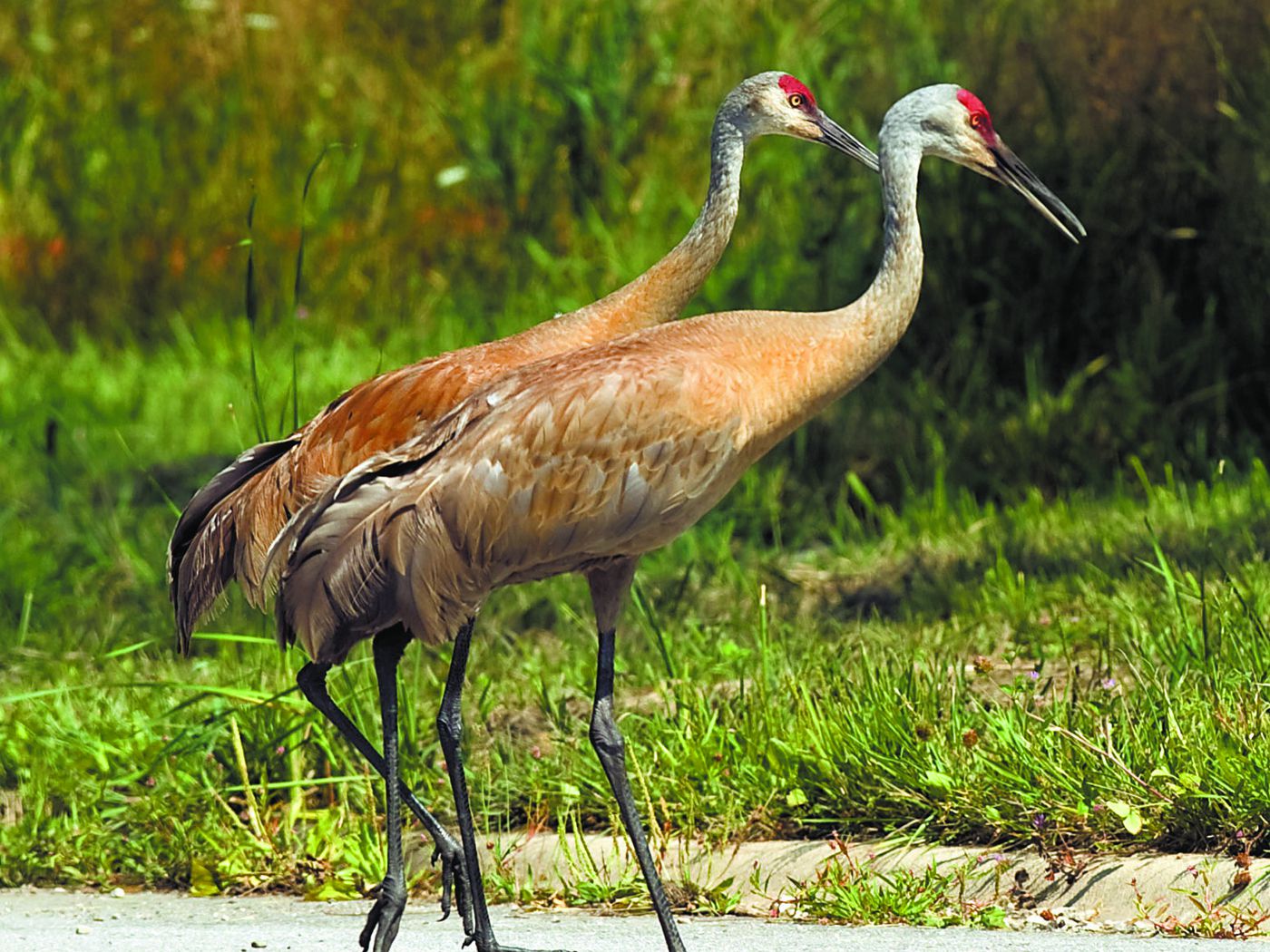 Sandhill Crane Wallpapers