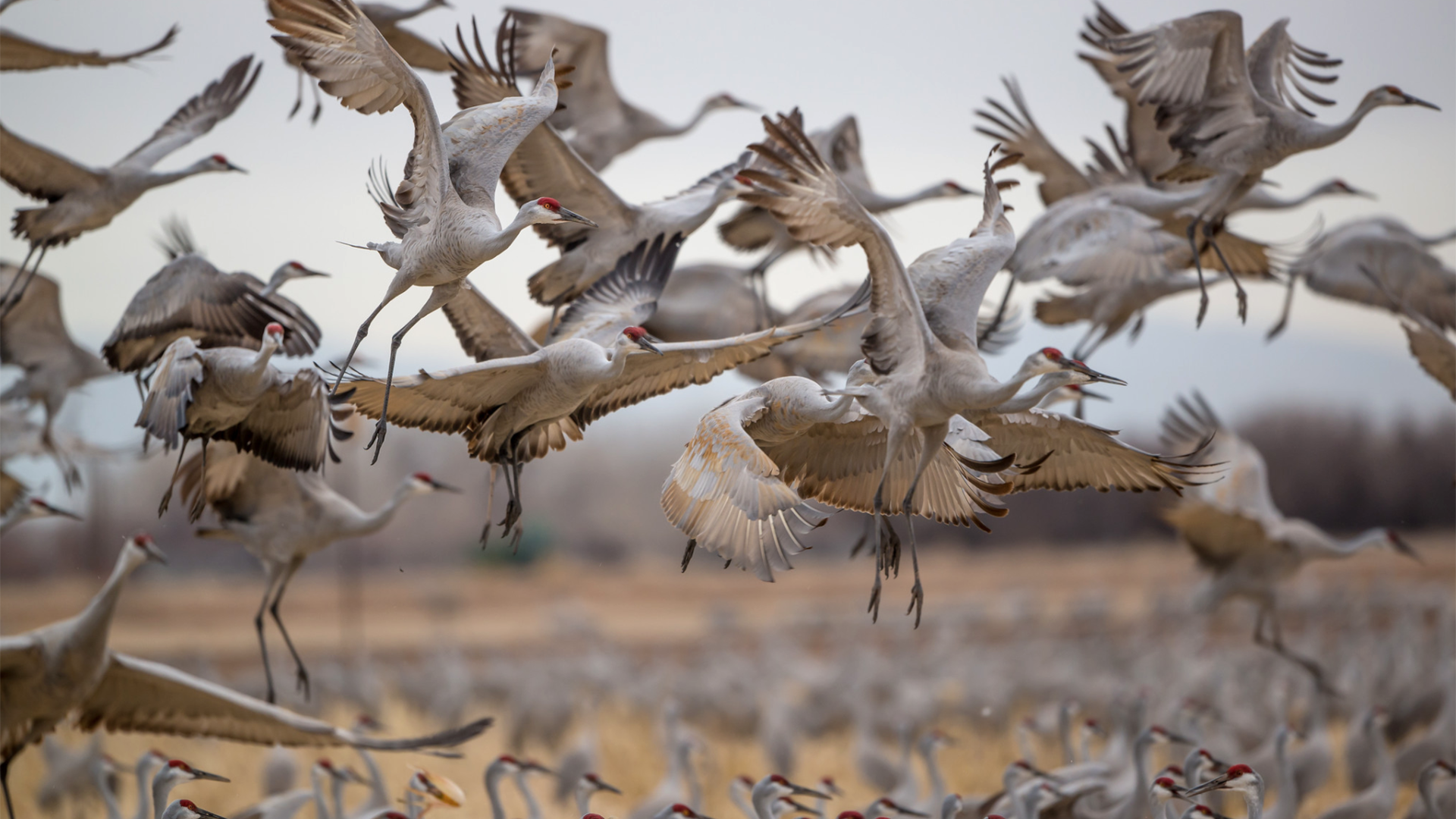 Sandhill Crane Wallpapers