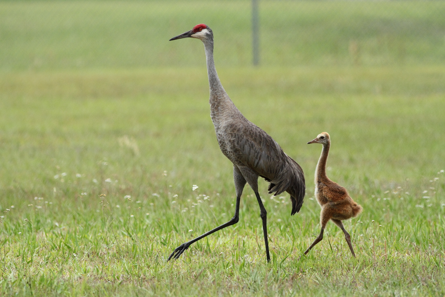 Sandhill Crane Wallpapers