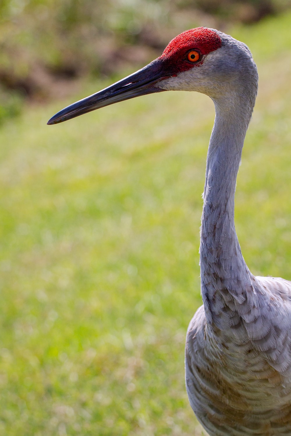 Sandhill Crane Wallpapers