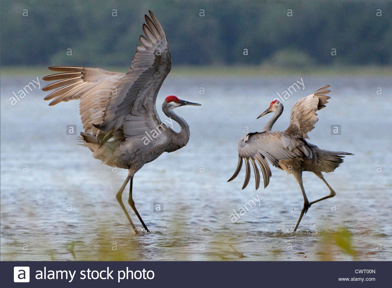 Sandhill Crane Wallpapers