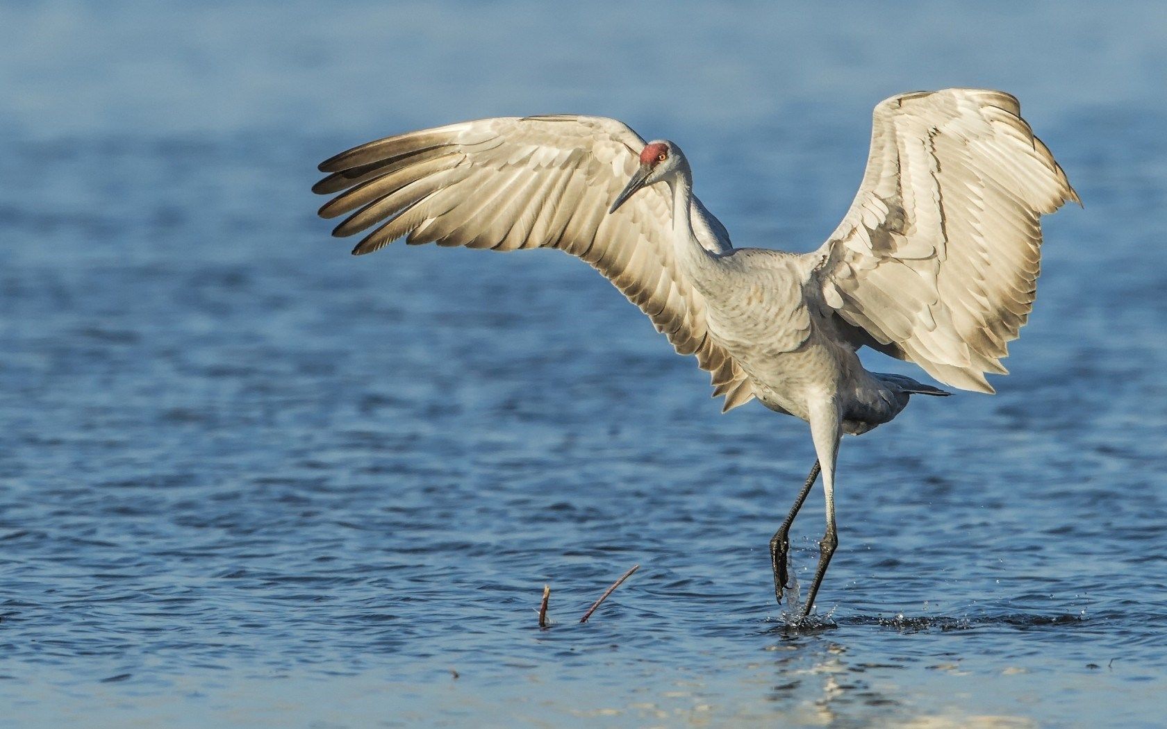 Sandhill Crane Wallpapers