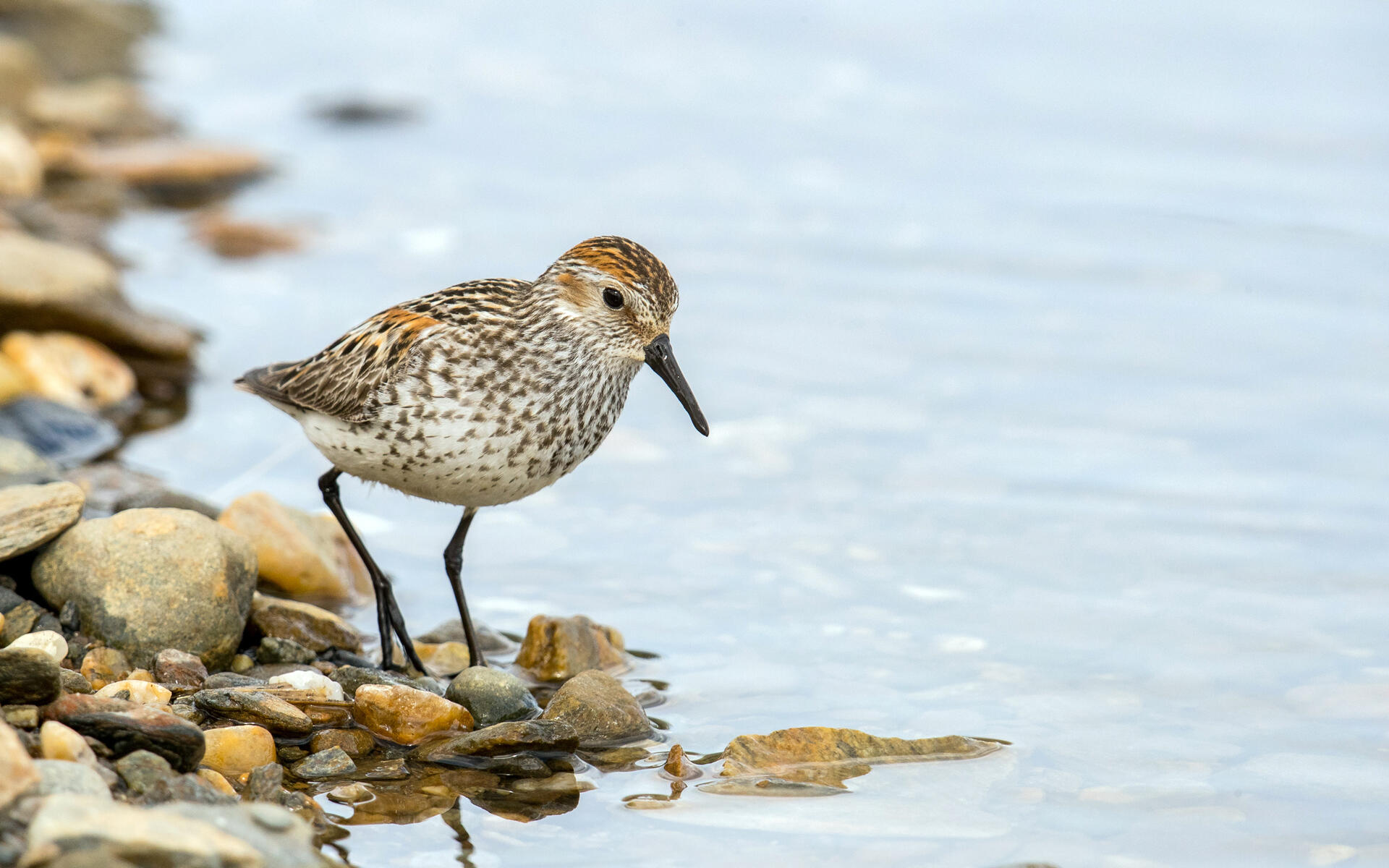 Sandpiper Wallpapers