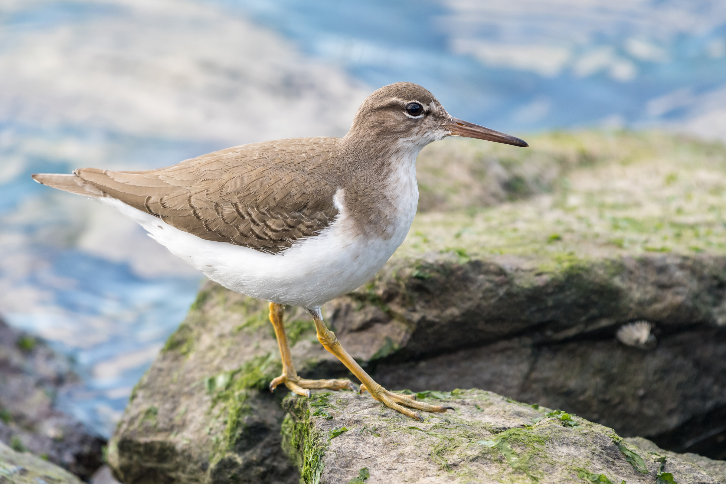 Sandpiper Wallpapers