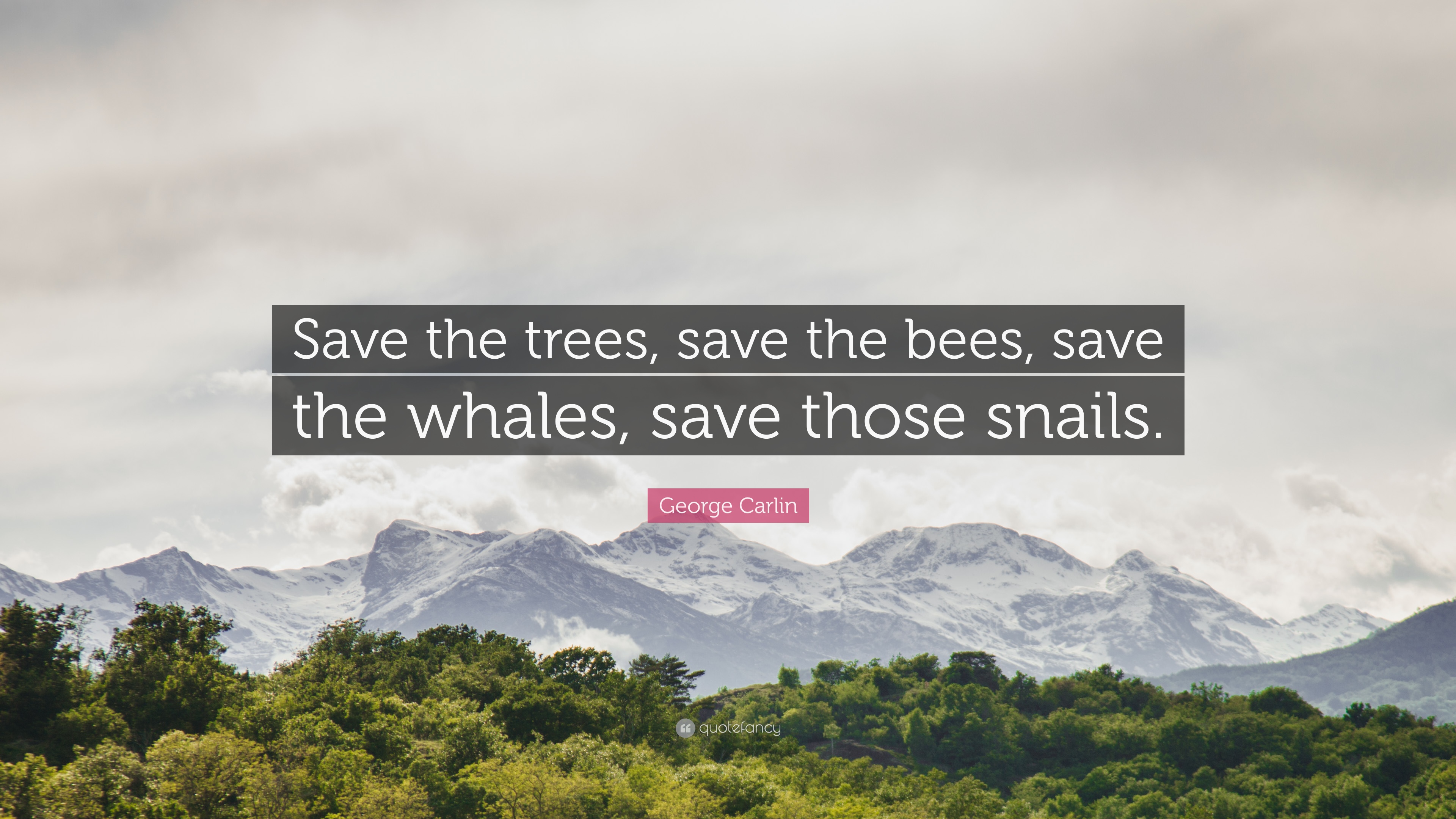 Save The Bees Wallpapers