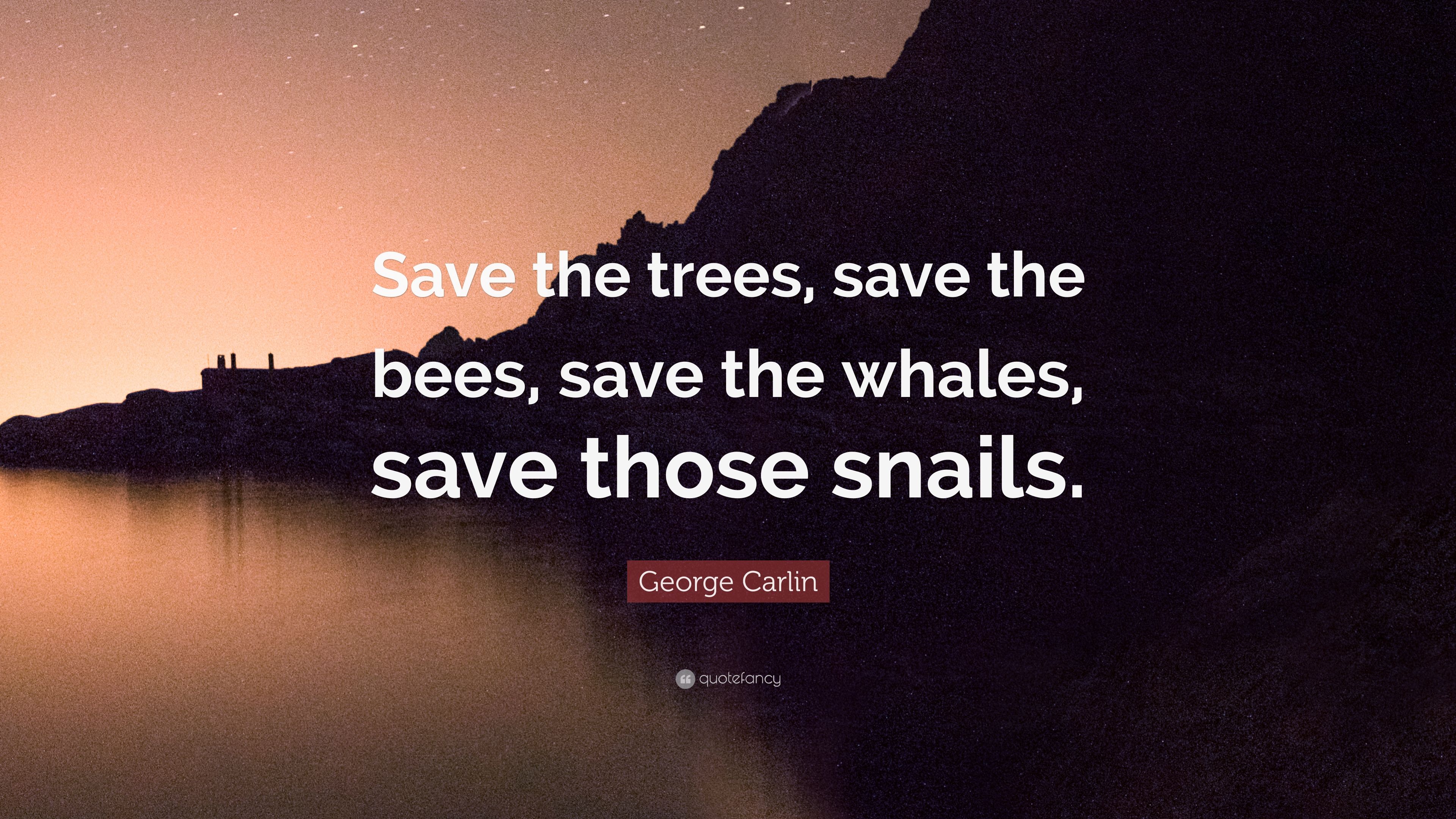 Save The Bees Wallpapers