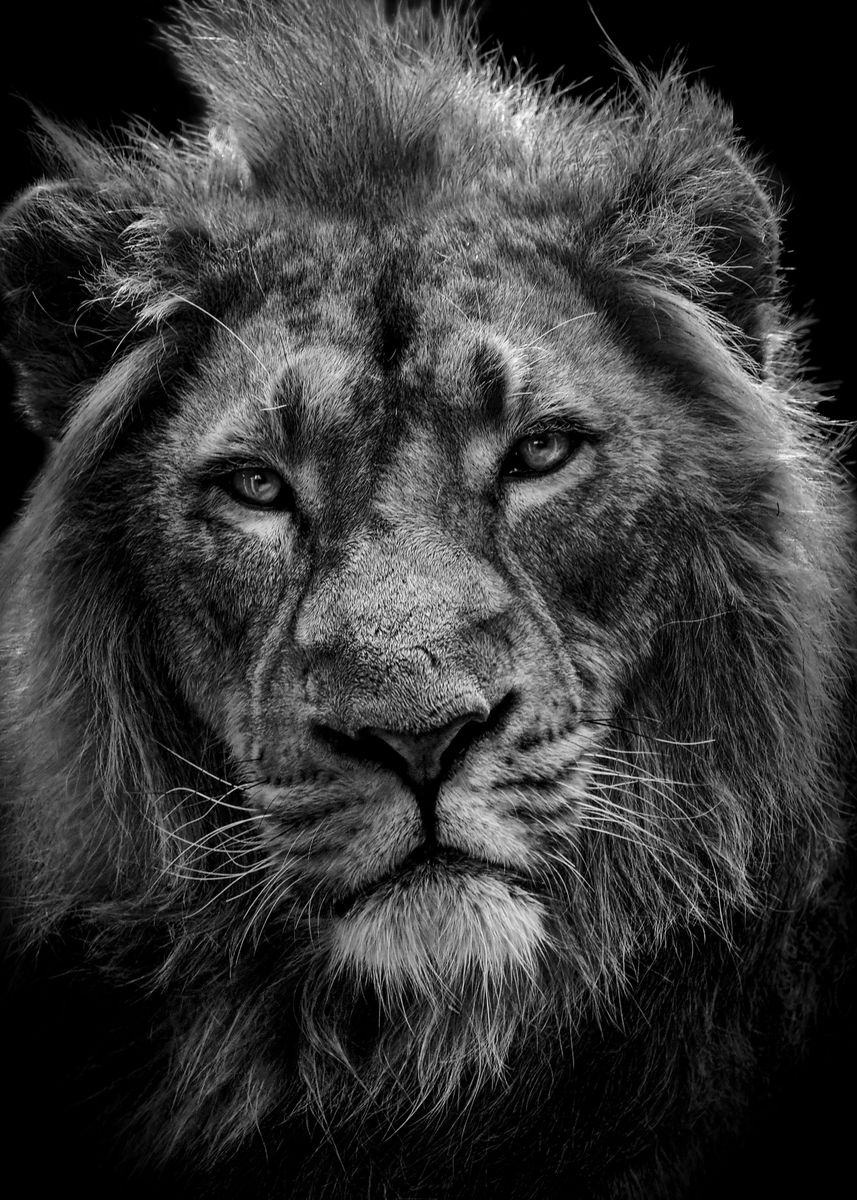Scar Lion King Wallpapers