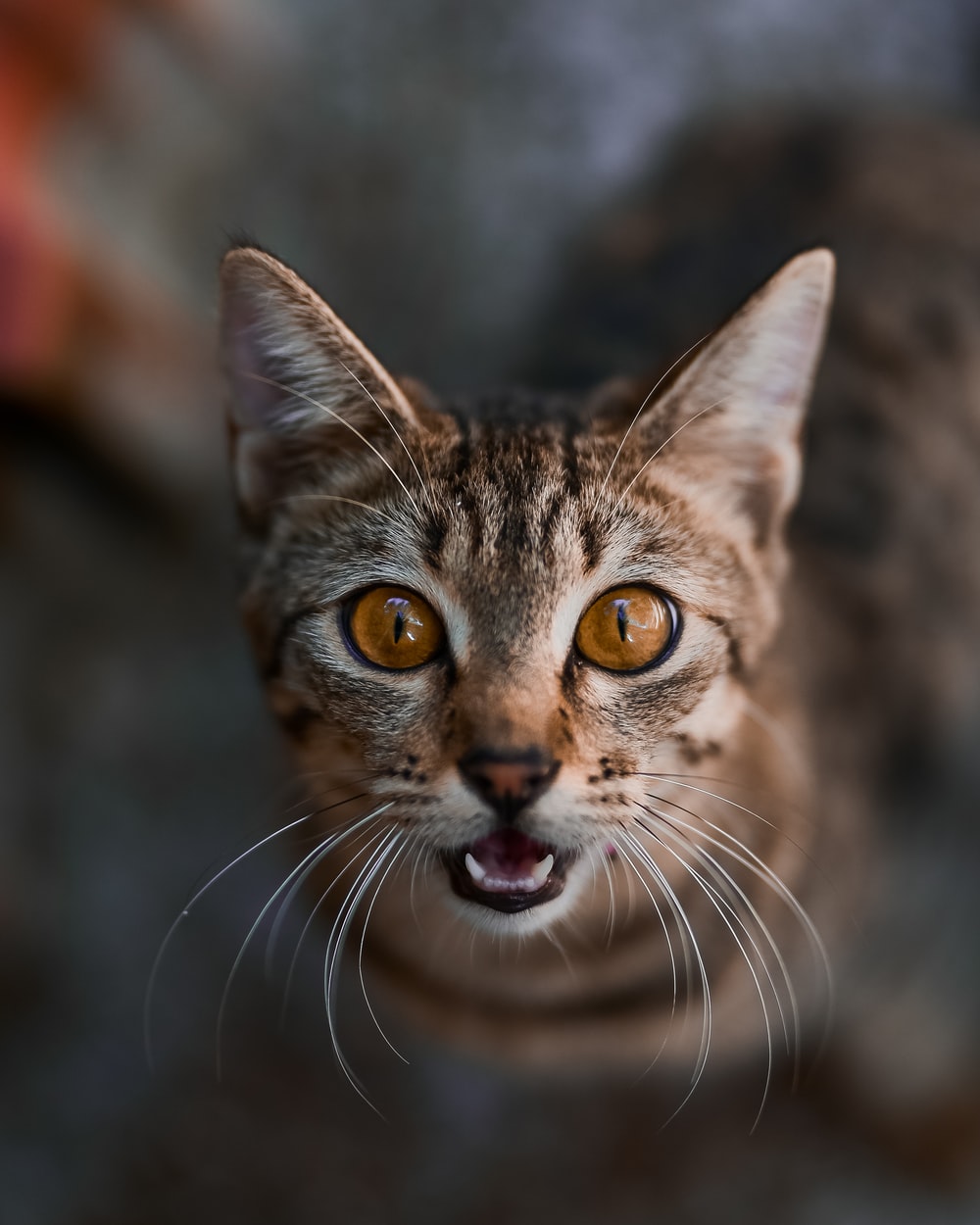 Scary Cat Wallpapers