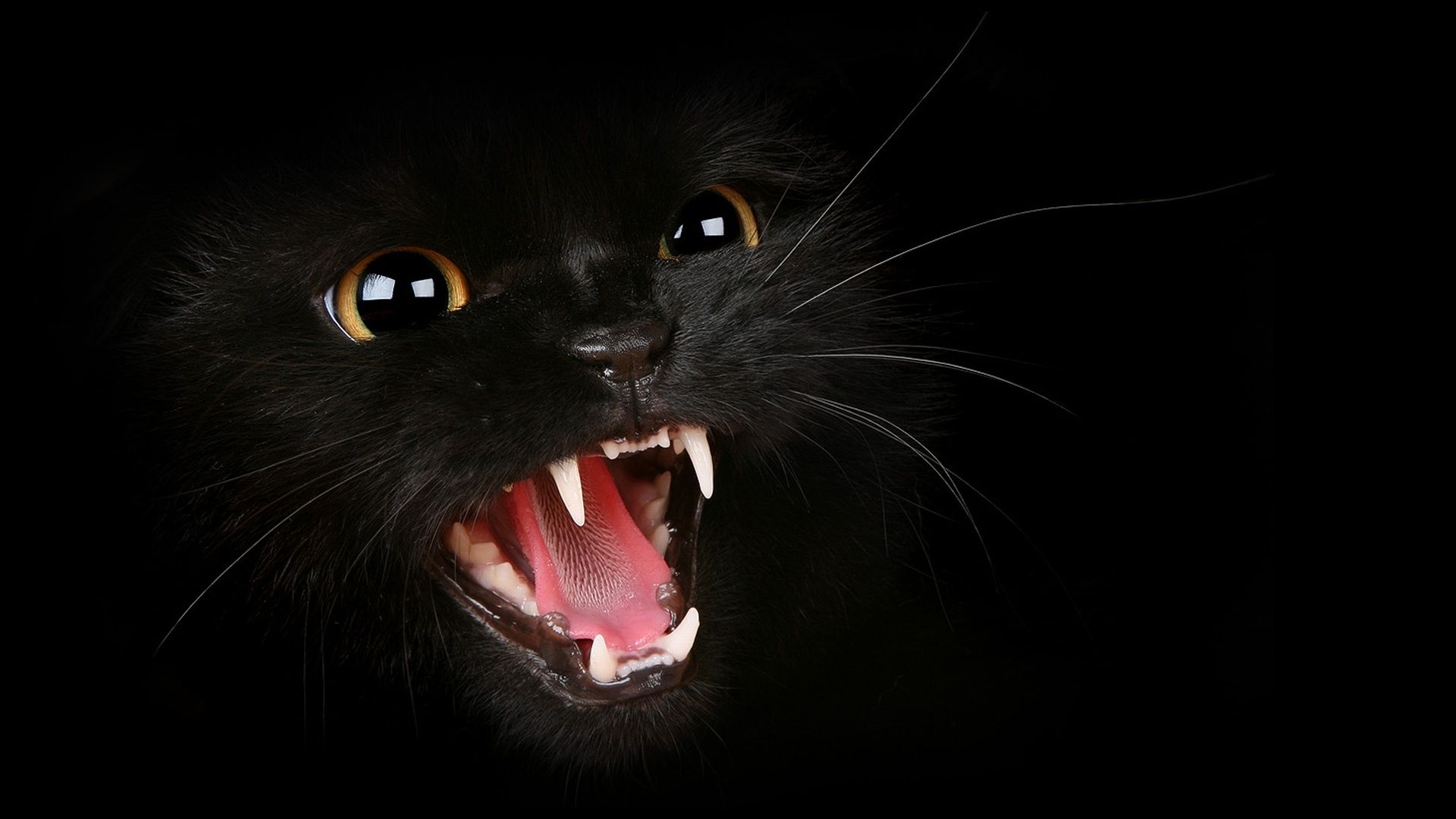 Scary Cat Wallpapers