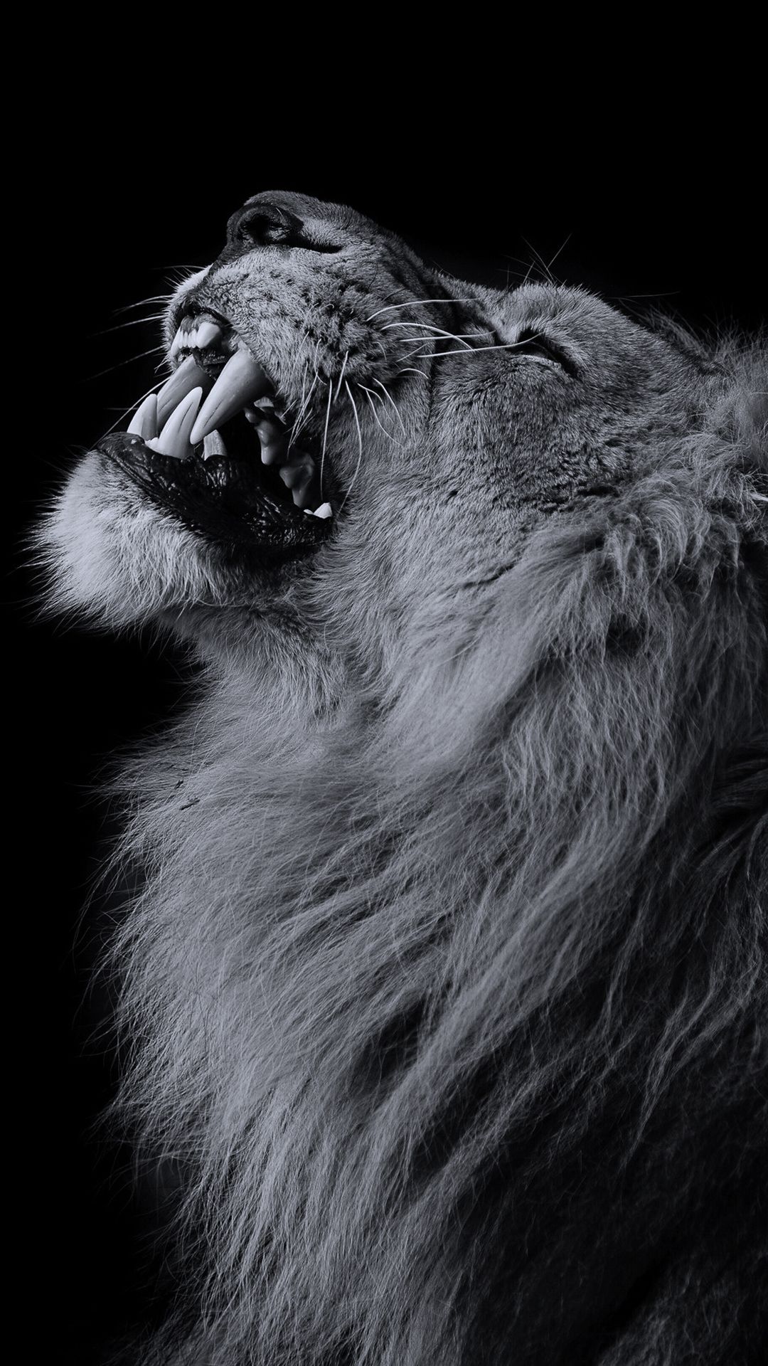 Scary Lion Wallpapers