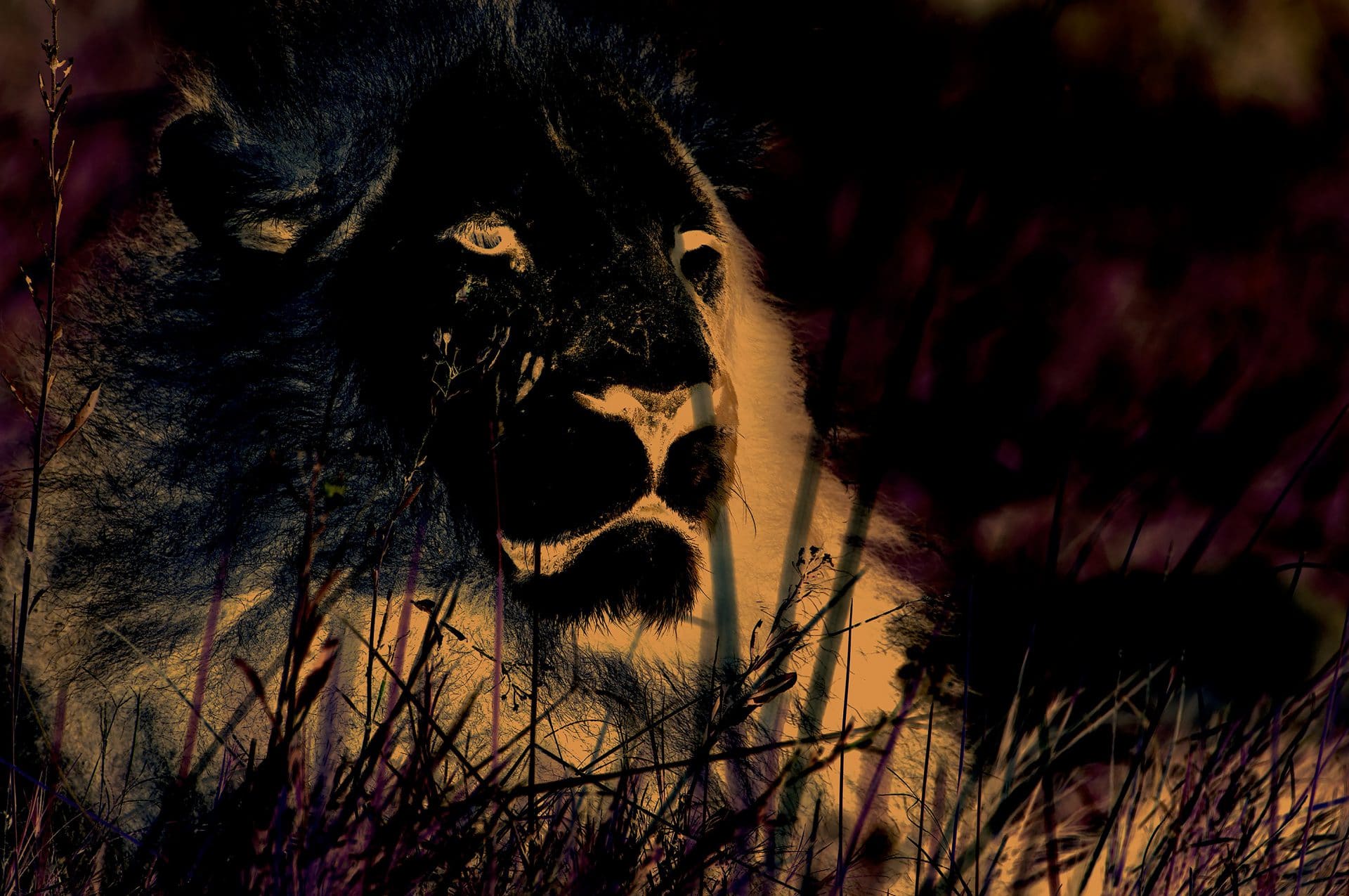 Scary Lion Wallpapers