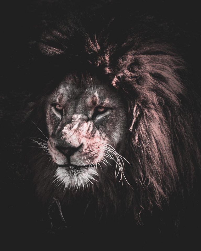 Scary Lion Wallpapers