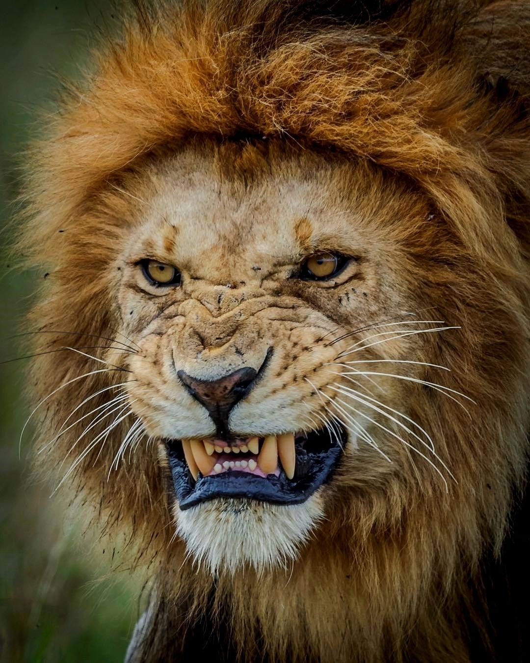 Scary Lion Wallpapers
