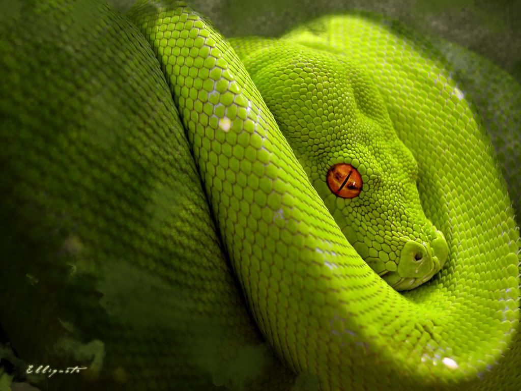 Scary Snakes Wallpapers