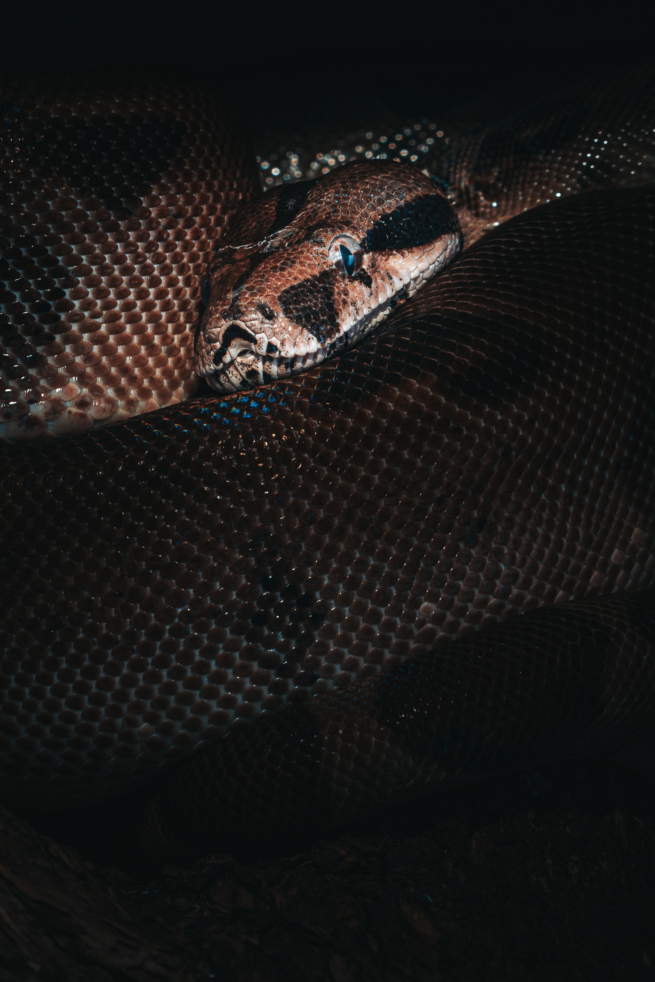 Scary Snakes Wallpapers