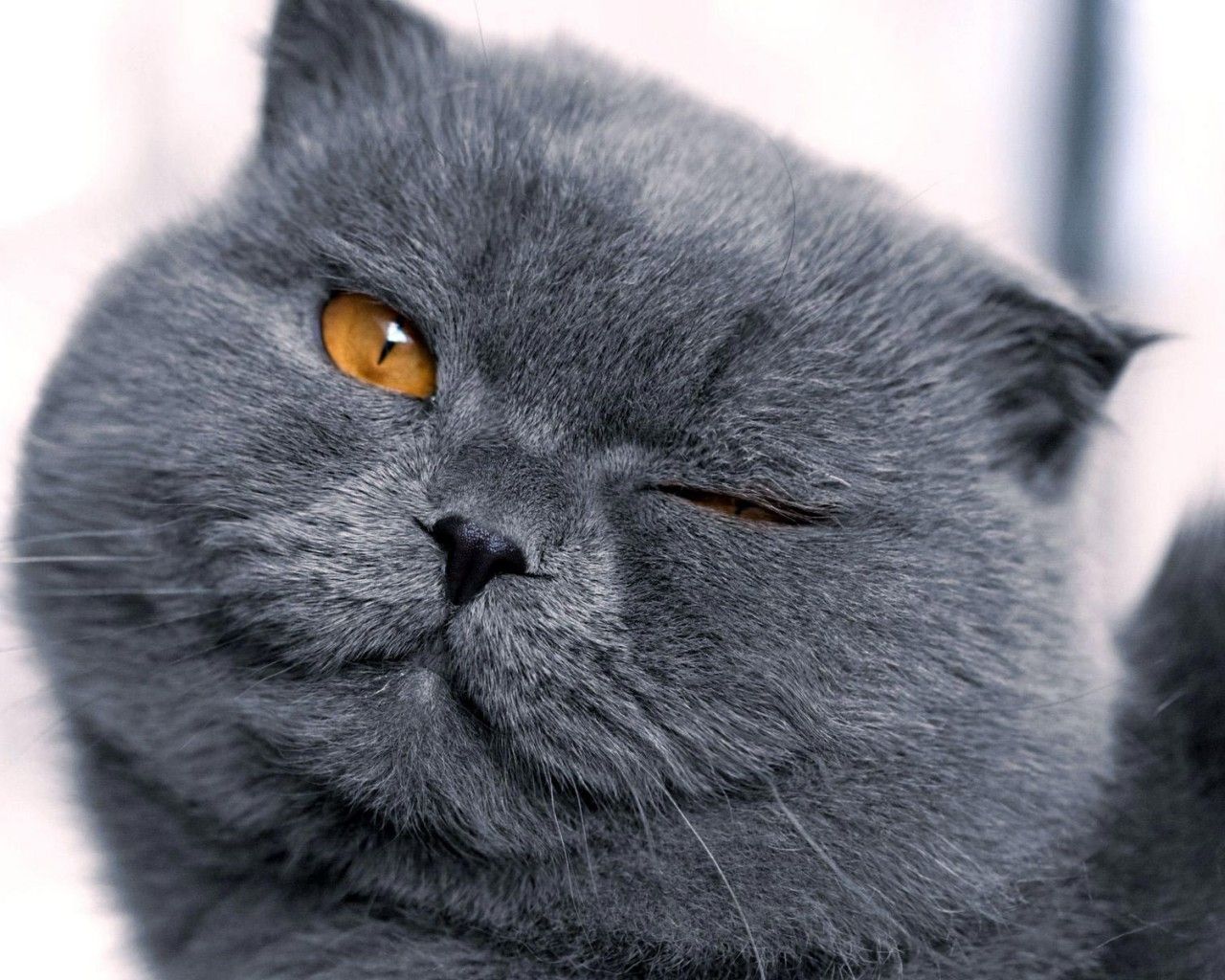 Scottish Fold Wallpapers