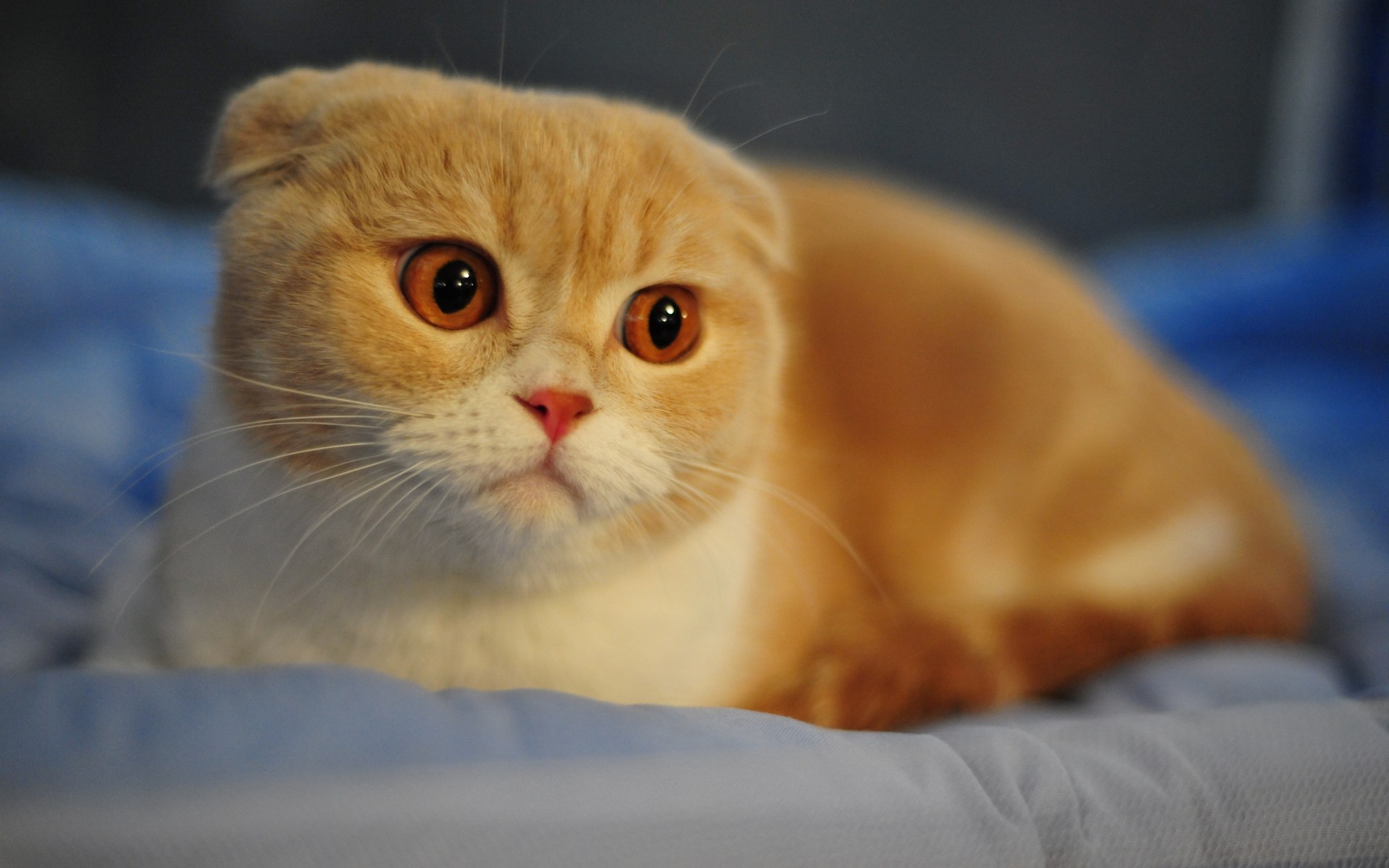 Scottish Fold Wallpapers